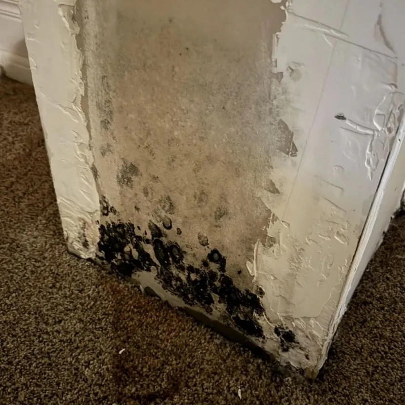 Professional Mold Removal in Swartz, LA